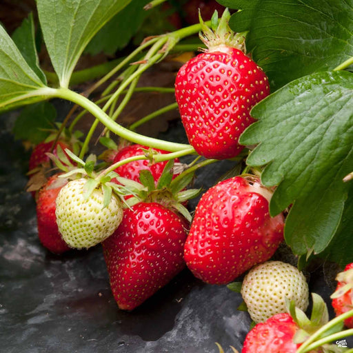 Strawberry 'Quinault'