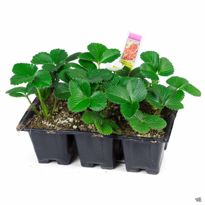 Strawberry 'Sequoia' 6 pack