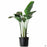 White Bird of Paradise 10 inch