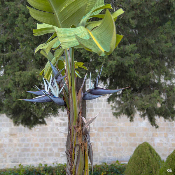 Giant Bird of Paradise — Green Acres Nursery & Supply