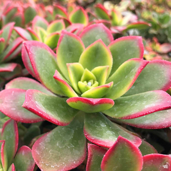 Aeonium 'Kiwi' — Green Acres Nursery & Supply