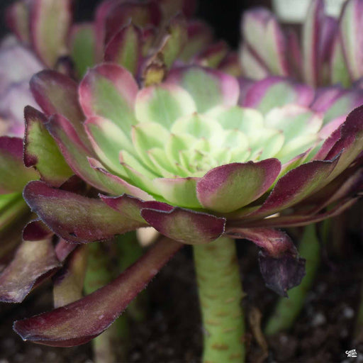 dark green succulent with red tips Echeveria 'Red Tip' — Green Acres Nursery & Supply