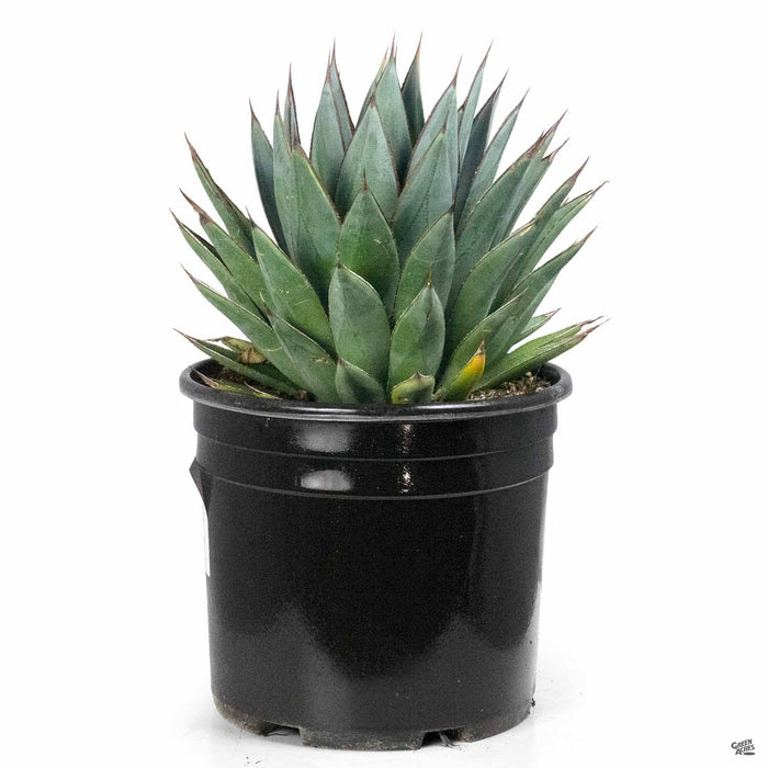 Agave 'Blue Glow' 3 gallon