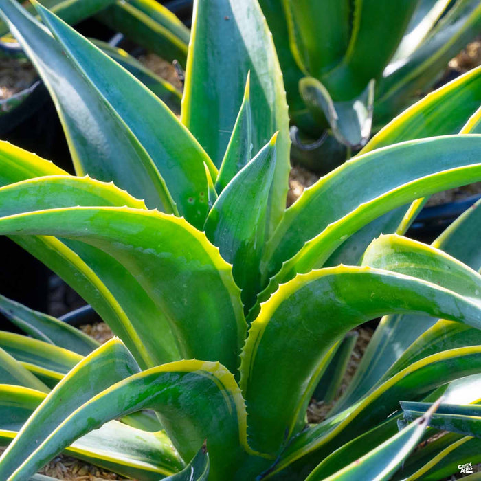 Variegated Smooth Agave