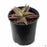 Aloe 'Bright Star' 4 inch