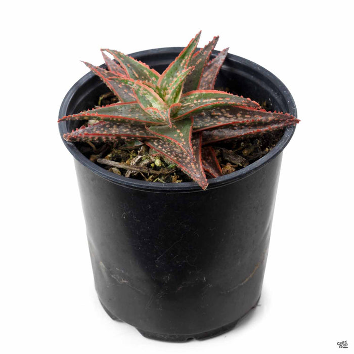 Aloe 'Bright Star' 4 inch
