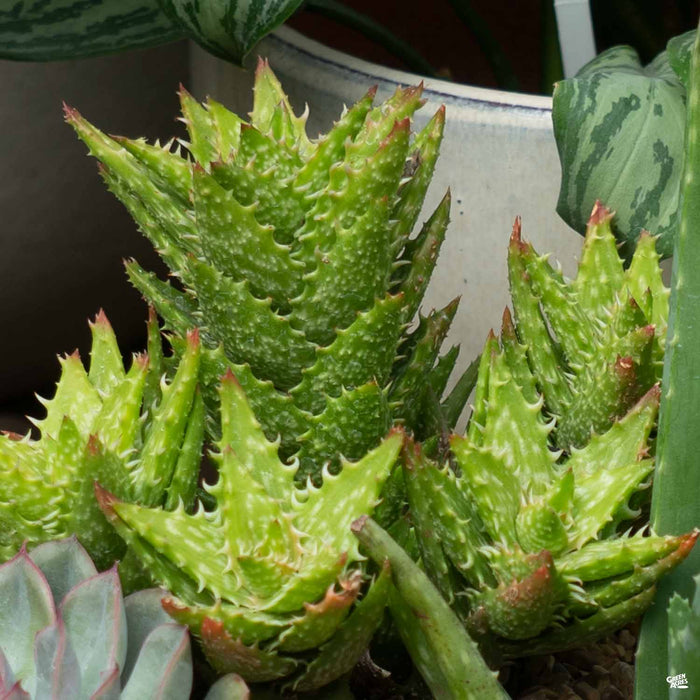 Aloe 'Juvenna'