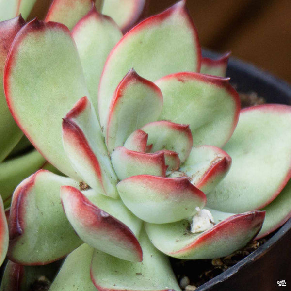 dark green succulent with red tips Echeveria 'Red Tip' — Green Acres Nursery & Supply