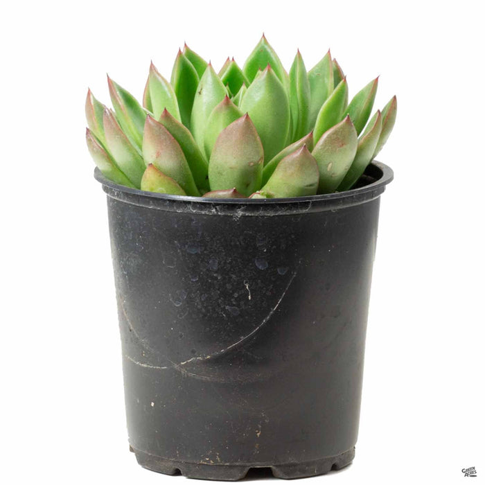 succulent with red tipped leaves Echeveria 'Red Tip' — Green Acres Nursery & Supply
