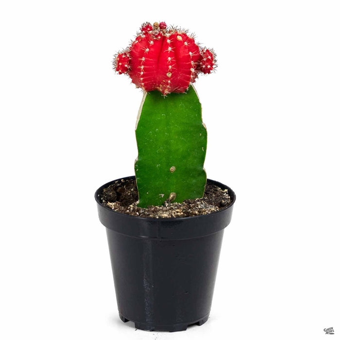 Grafted Moon Cactus 4 inch red