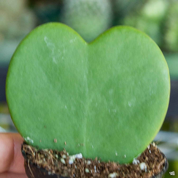 heart shaped succulent near me Hoya Heart — Green Acres Nursery & Supply