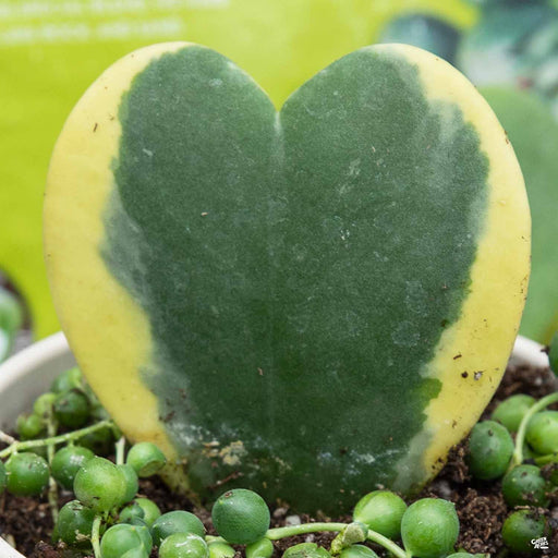 Sweetheart Hoya Variegated