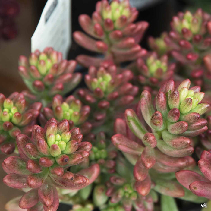 aurora blue succulent Stonecrop 'Aurora' — Green Acres Nursery & Supply