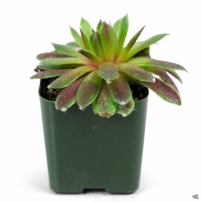Hen and Chicks 2.5 inch