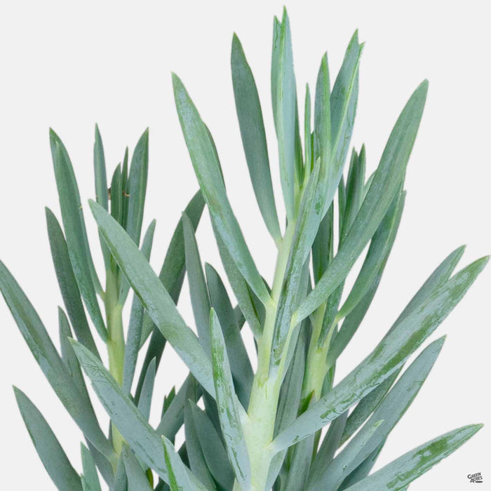 skyscraper succulent Skyscraper™ Senecio — Green Acres Nursery & Supply