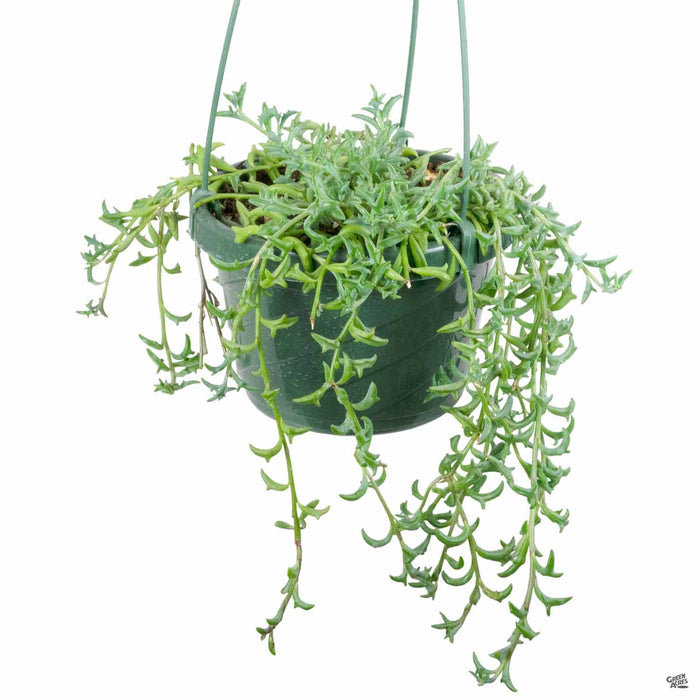 String of Dolphins 6 inch hanging basket