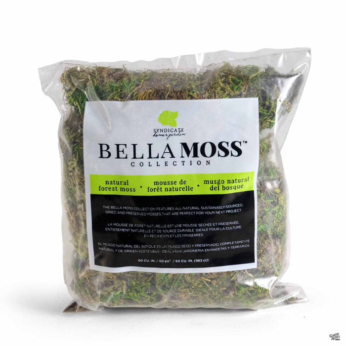 Syndicate Bella Moss Collection Natural Forest Moss 60 cubic inches