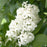 Lilac Hybrids by Monrovia 'Angel White'