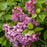 Lilac Hybrids by Monrovia 'Declaration'