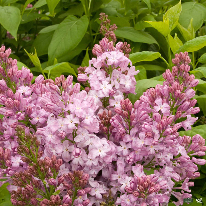 lavender lady lilac plant Lilac Hybrids