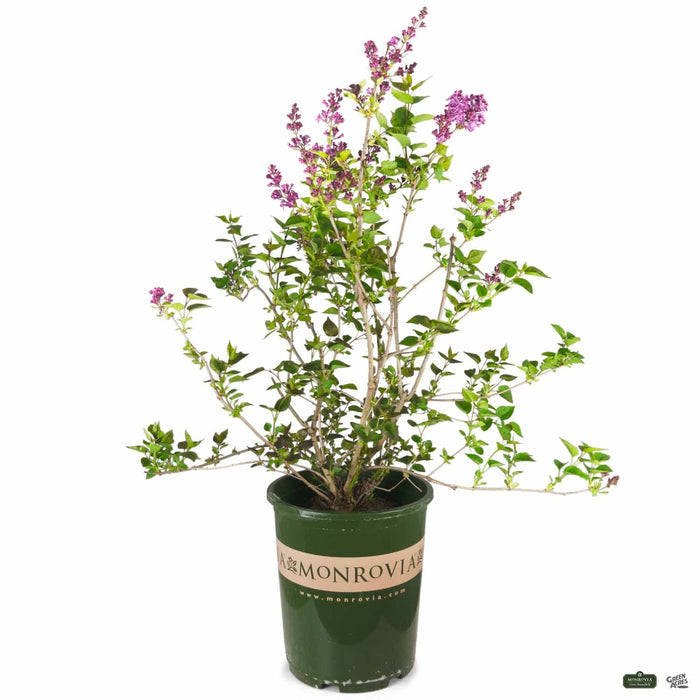 Lilac Hybrids by Monrovia 'Sensation' 5 gallon Monrovia