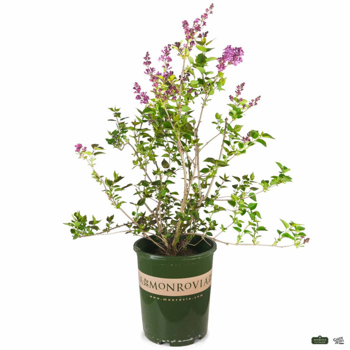lilac indoor plant Lilac Hybrids