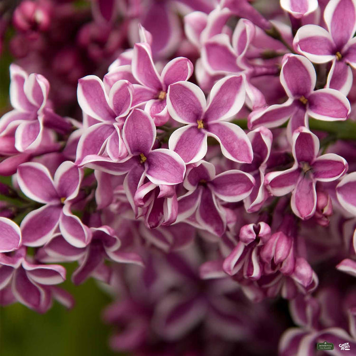 Lilac Hybrids by Monrovia 'Sensation'