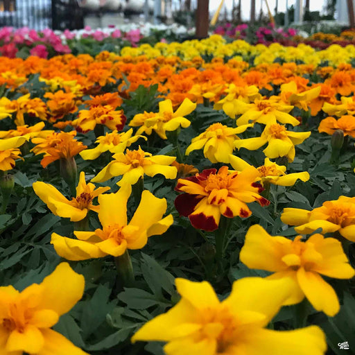 Marigold table at Green Acres Nursery & Supply
