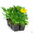 African Marigold 6-pack Yellow