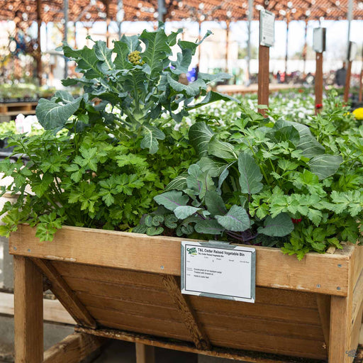 Cedar Raised Vegetable Bin