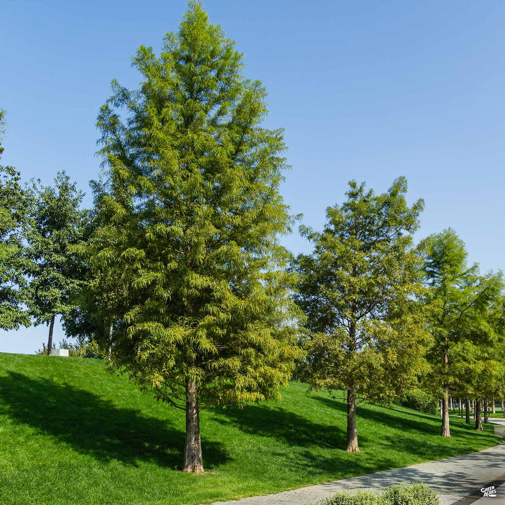 Bald Cypress — Green Acres Nursery & Supply