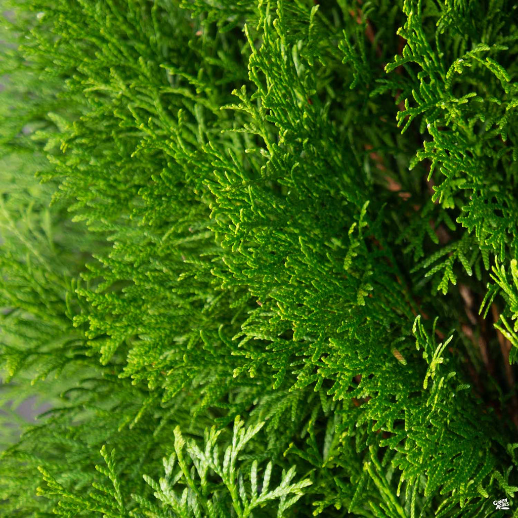 Thuja 'Emerald Green' — Green Acres Nursery & Supply