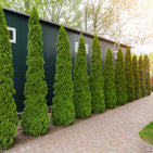 Thuja 'emerald Green' — Green Acres Nursery & Supply