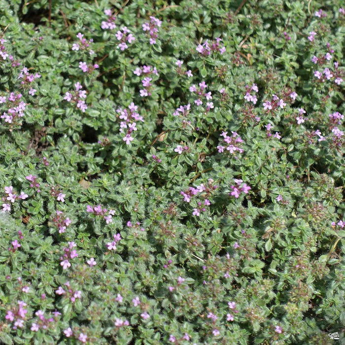 Creeping Thyme 'Pink'