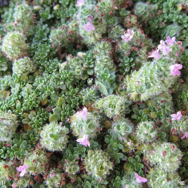 Thymus_Elfin_600x600.jpg?v=