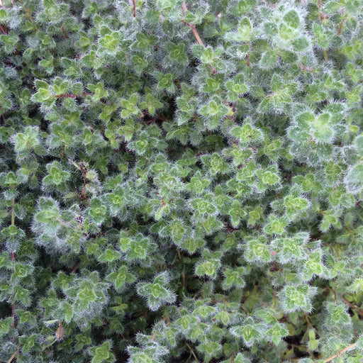 Close up of Thymus 'Woolly Thyme'