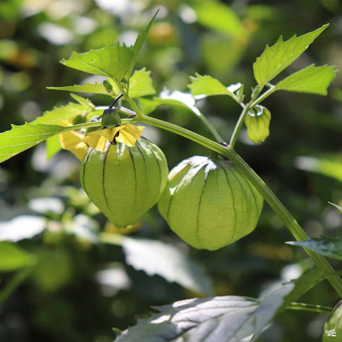 Tomatillo