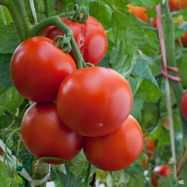 Tomato_Ace_600x600.jpg?v=