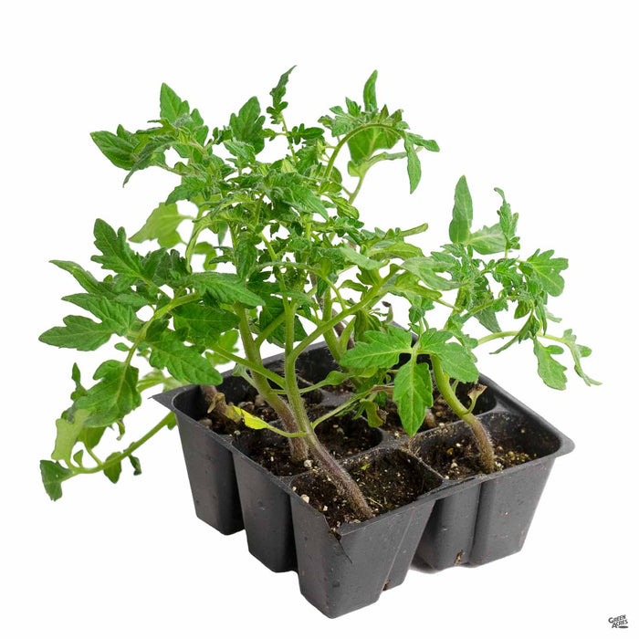 'Ace' Tomato 6-pack
