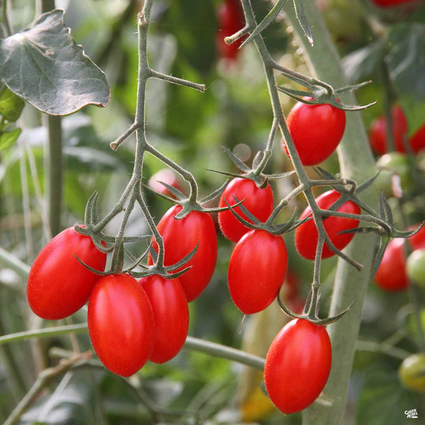 Heirloom Tomatoes