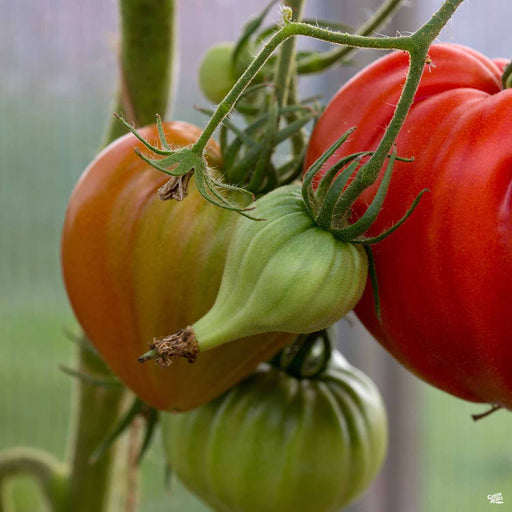 'Beefmaster' Tomato