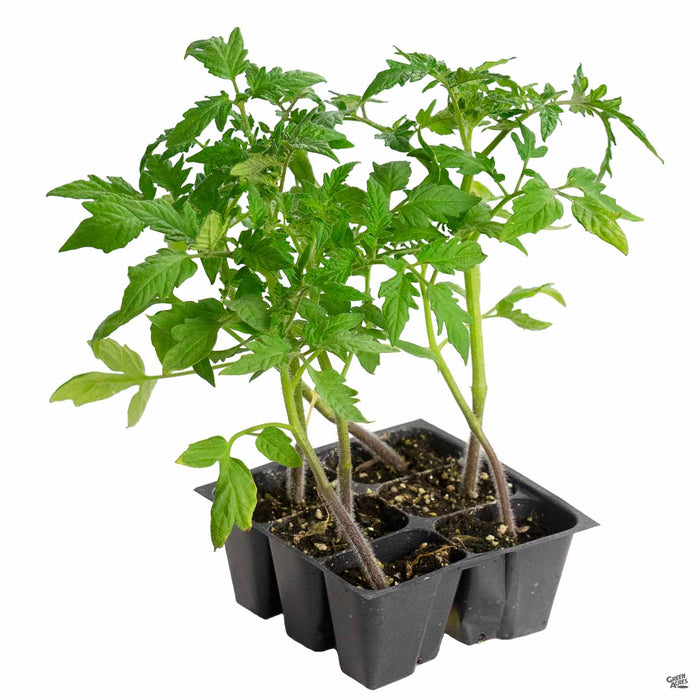 'Early Girl' Tomato 6-pack