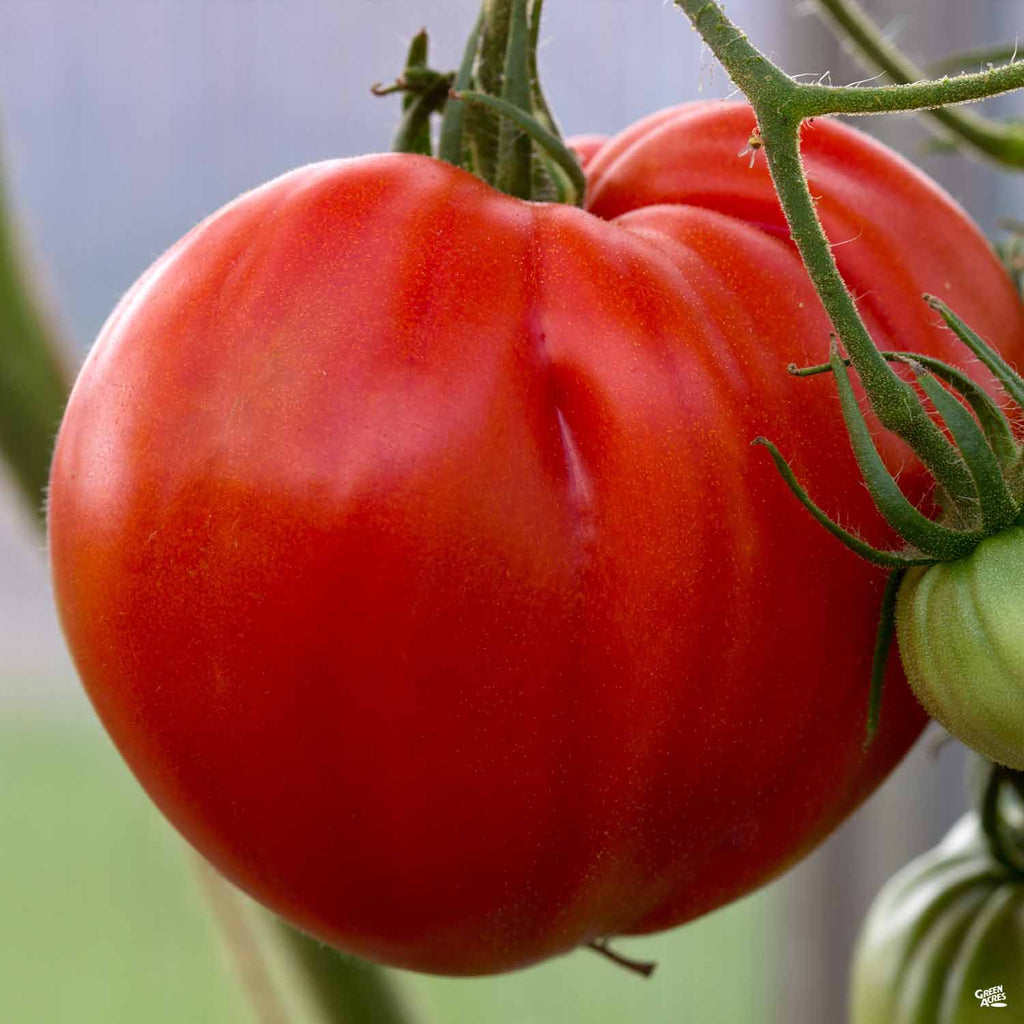 Tomato Master Tomato 'Beef Master' — Green Acres Nursery & Supply