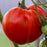 'Beefmaster' Tomato