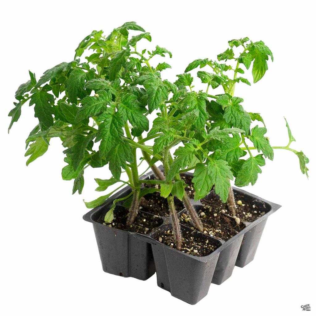 Tomato 'Celebrity' — Green Acres Nursery & Supply