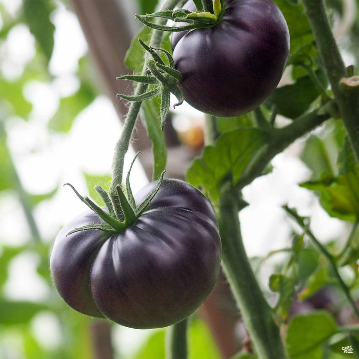'Black Beauty' Tomato