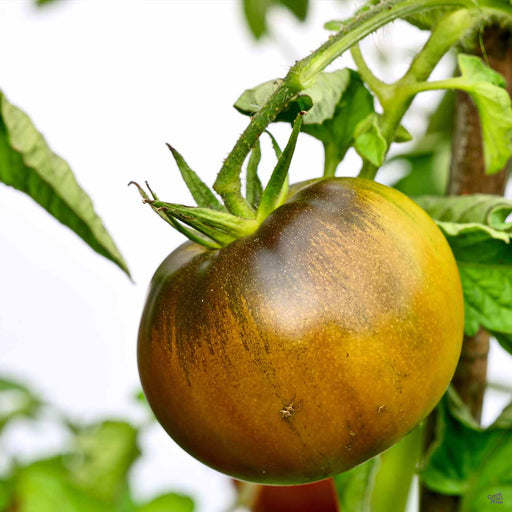 'Black Krim' Tomato