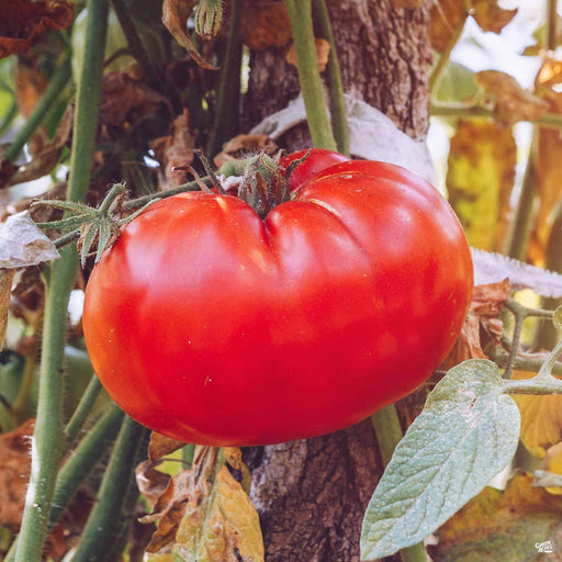 champion herbicide Tomato 'Champion' — Green Acres Nursery & Supply