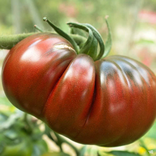 'Cherokee Purple' Tomato