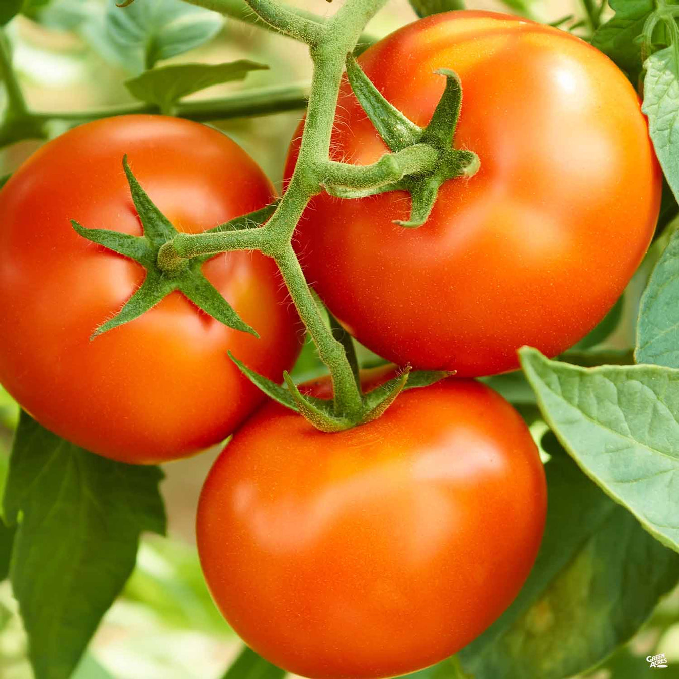 Fall Tomatoes for Texas